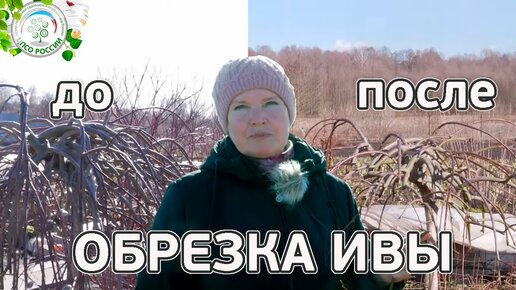 КАК СПЛЕСТИ КОРЗИНУ ИЗ ИВЫ, СВОИМИ РУКАМИ, ЖИЗНЬ В ДЕРЕВНЕ, ДЕЛА ДЕРЕВЕНСКИЕ, ПЕРМСКИЙ КРАЙ