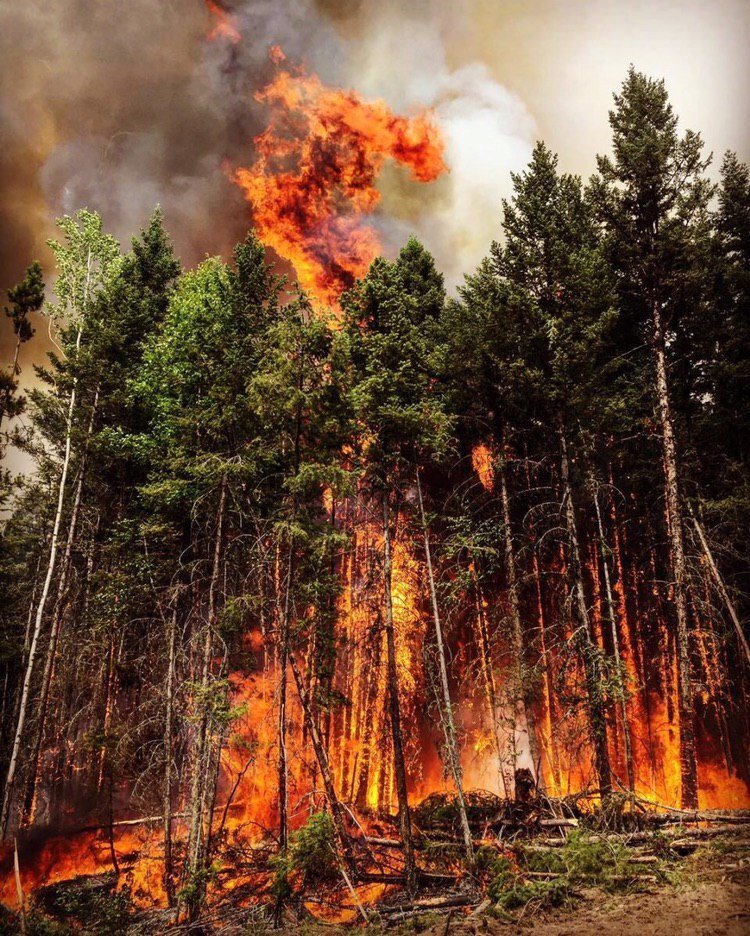 twitter.com На Дальнем Востоке каждый год сгорают десятки тысяч гектаров леса 