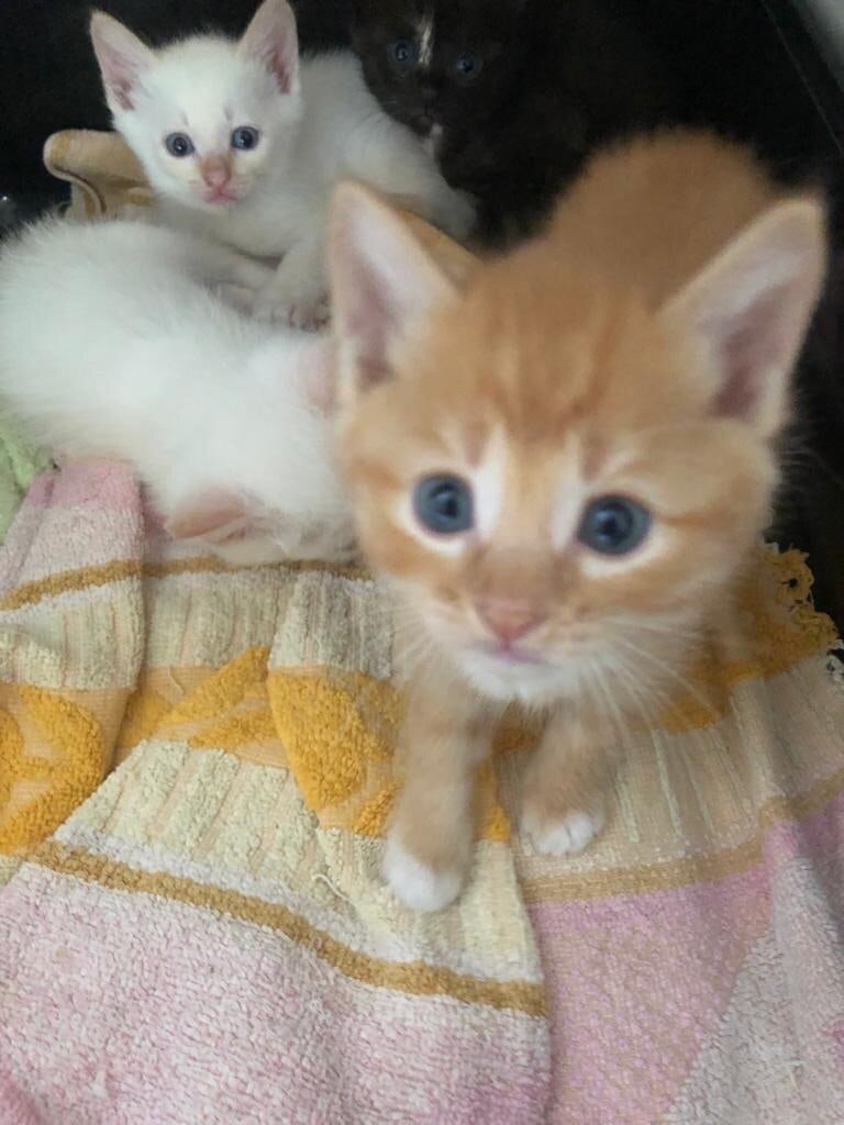 Котёночек