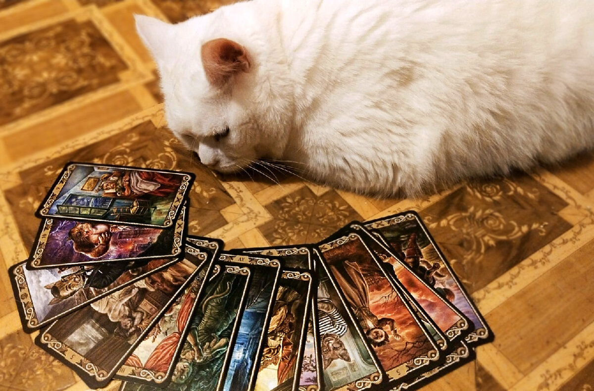 Белый кот и карты Таро. Фото автора