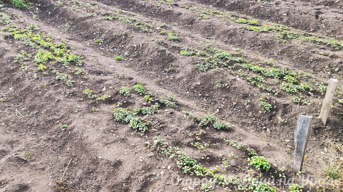 Горчица как сидерат: защищает и удобряет почву
