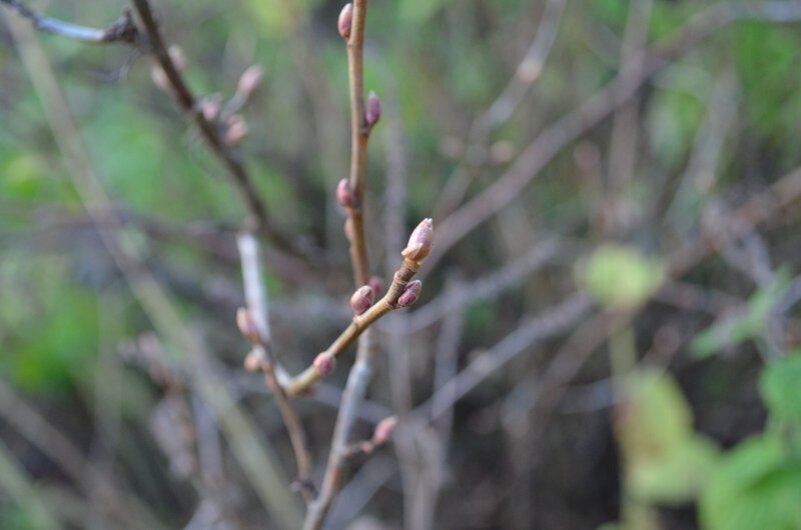Куст смородины в октябре.