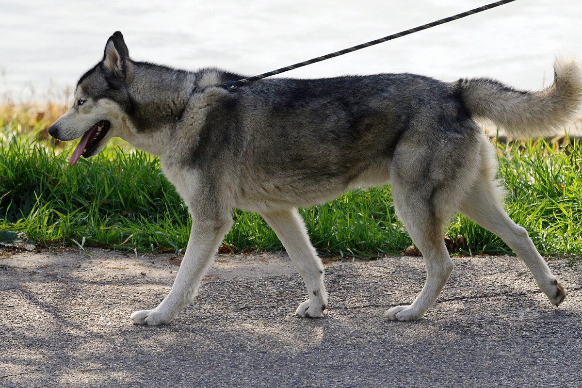 Учитывая, что многие боятся собак — процедура знакомства могла бы обернуться проблемами.