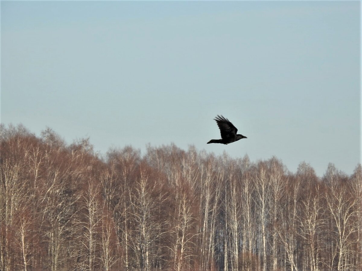 Летящий ворон, ноябрь 2021, фото автора