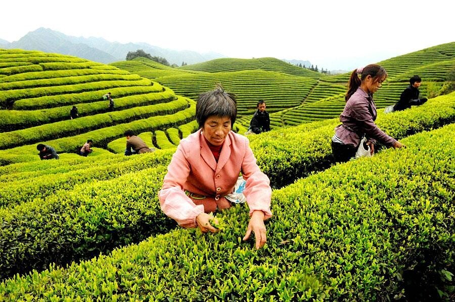 Культура и где растет. Чайные плантации в Японии. Чайные плантации чая Гербалайф. Чайные кусты в Японии. Чайные плантации в Китае.