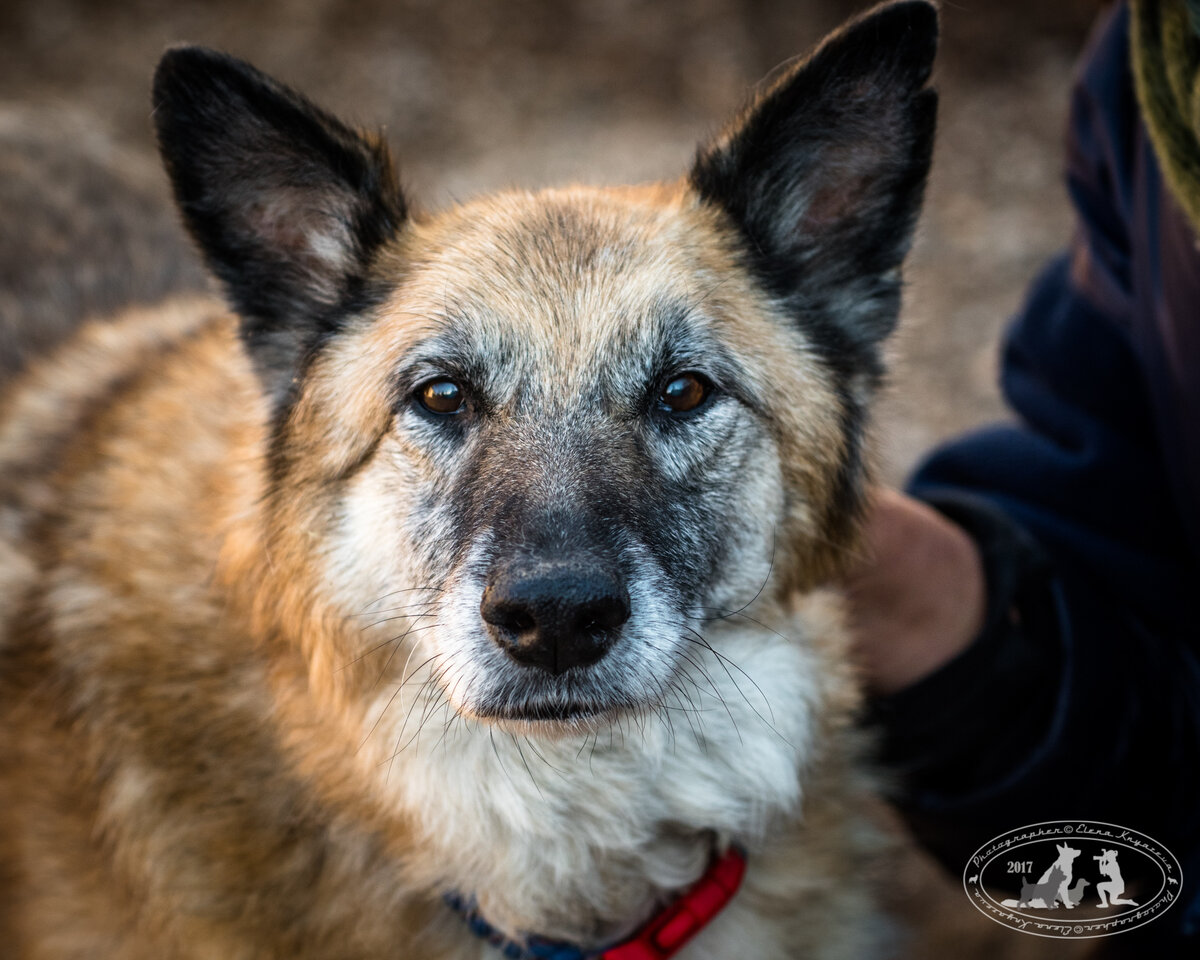 Немного грустные, но на самом деле умные, мудрые глаза старой собаки. Пальма, настоящая фотомодель