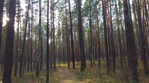 Моё затянувшееся прощание с лесом и грибами. Дорога домой