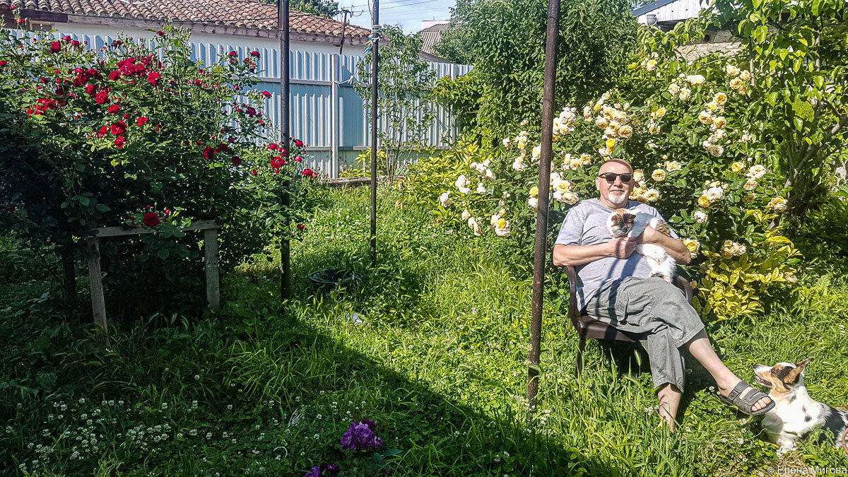 Толя вышел погреться на утреннем солнышке. Слева от него роза Кёр де Вандея, справа - Корона Принцессы Маргарет. Тильда в ногах у хозяина переживает, что опять почётное место на коленях у Толи досталось кошке Че, а не ей.