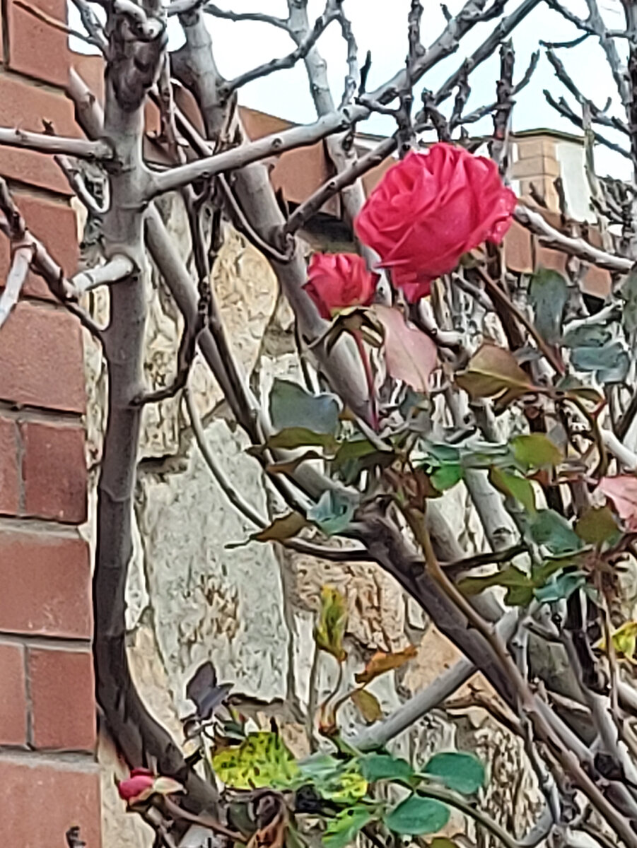 Как ни в чём не бывало - цветут розы