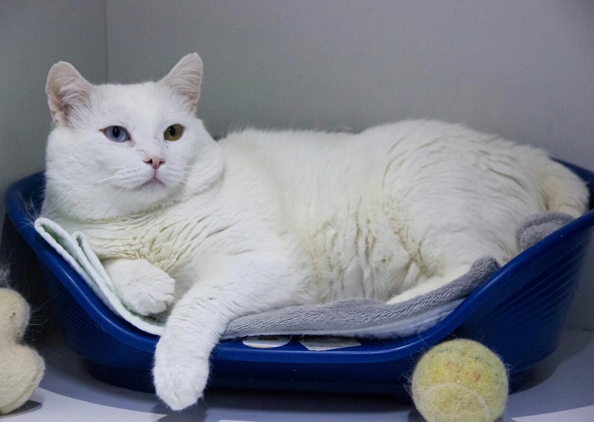 Юн невероятный красавец, но тискать себя не позволит, наверное, из-за этого и застрял в приюте. Ищем людей, уважающих личное пространство