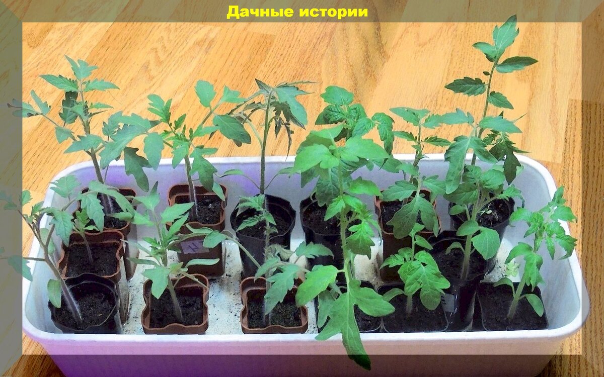 Чтобы помидоры быстрее взошли. Чтобы помидоры быстрее взошли