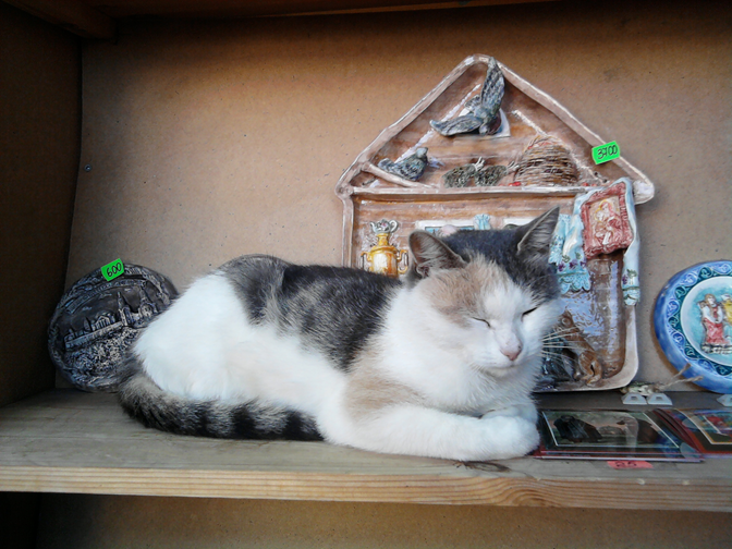 Фото А. Д. Михайловский.