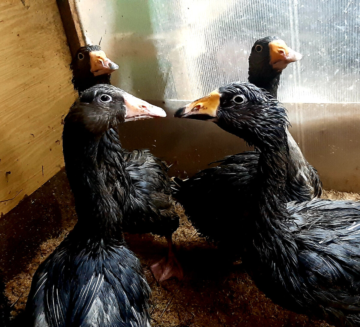 Банда. Один не вошёл в кадр. Не хотел светиться...