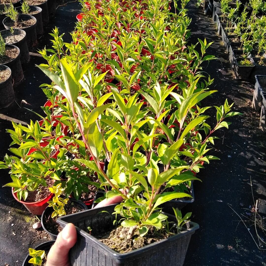 Фото из Нашего Питомника!