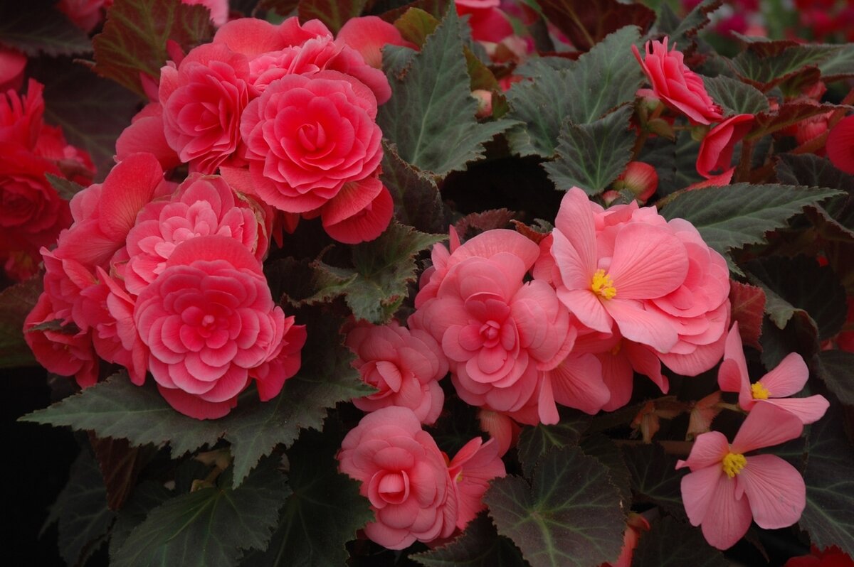 Бегония - веселые цветы