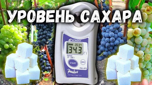 🍇Обзор технических сортов винограда - измерение уровня сахара.🍇