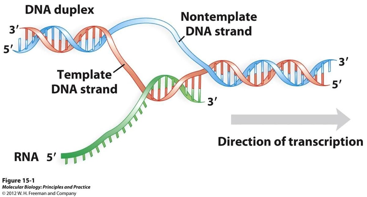 Транскрипция днк рнк. DNA Transcription. Транскрипция ДНК. Transcription DNA RNA. DNA транскрипция.