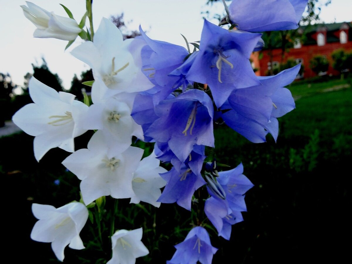 Цветок колокольчик: описание, выращивание и виды. | ℬсё о природе | Дзен