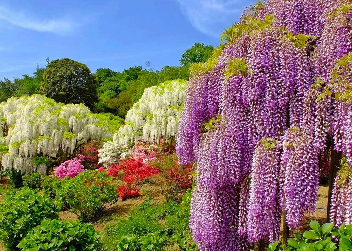 Лоза требует жар и солнечного света