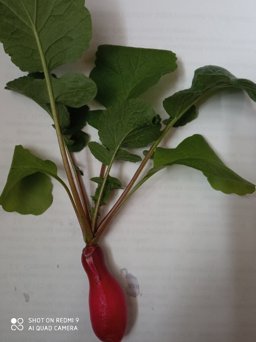 Вырос в стакане 0,5 л 