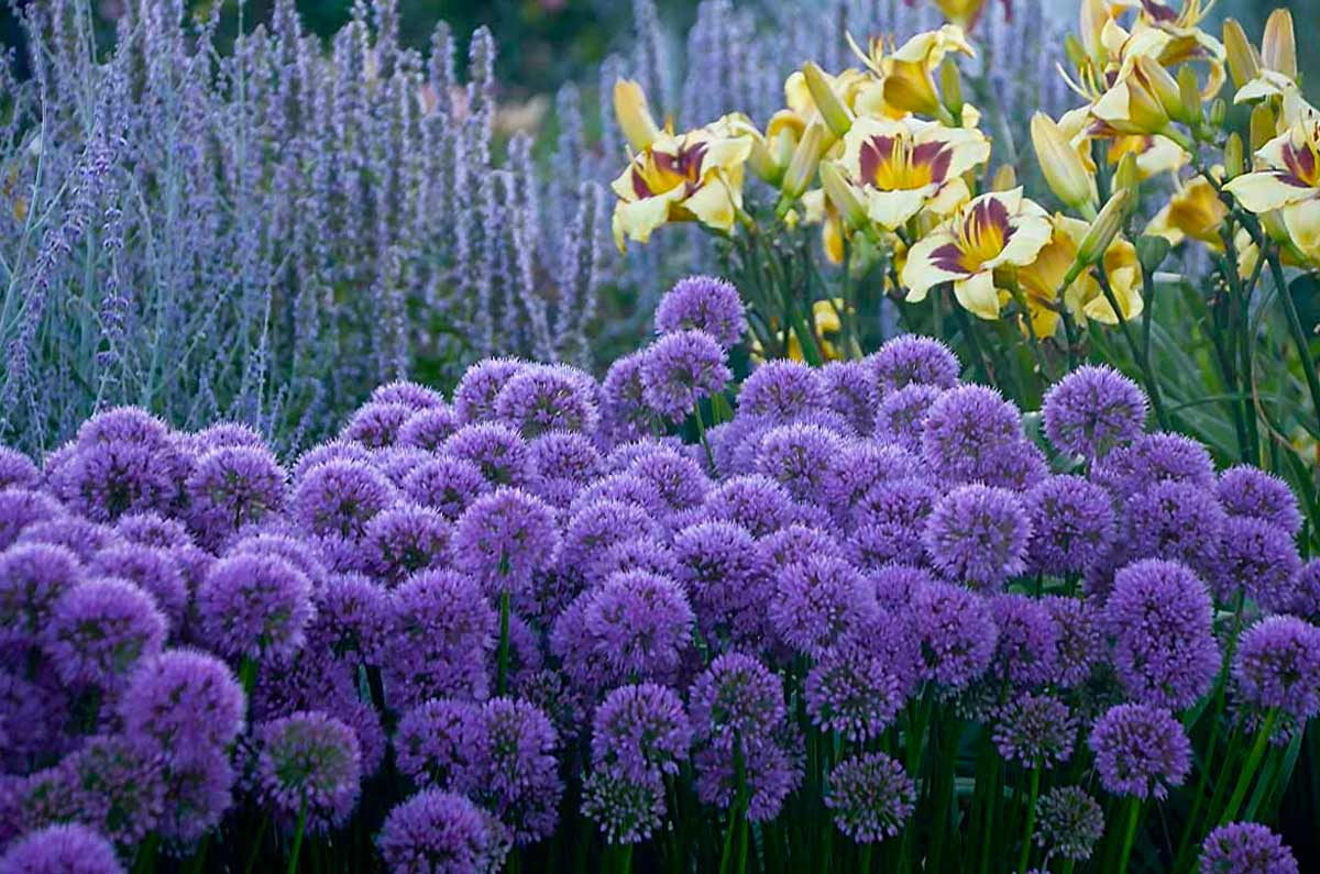 Яндекс.Картинки