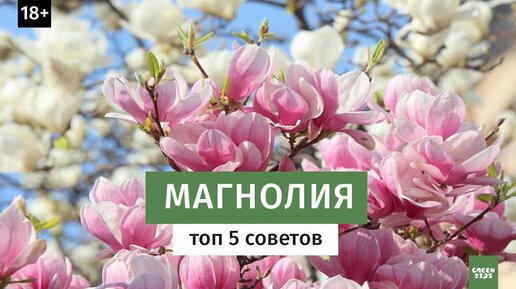 МАГНОЛИЯ. Уход за магнолией - топ 5 советов