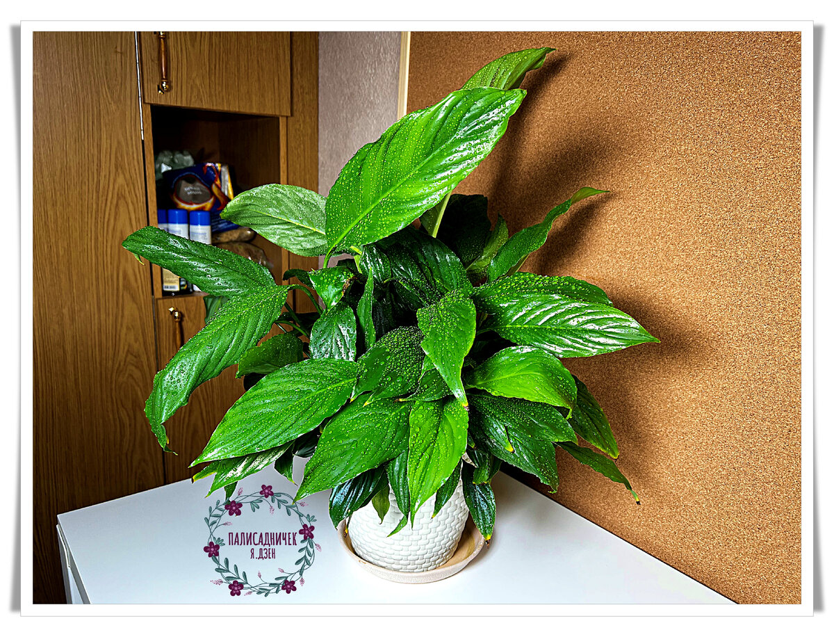 3 месяца назад, в январе, сразу после пересадки.