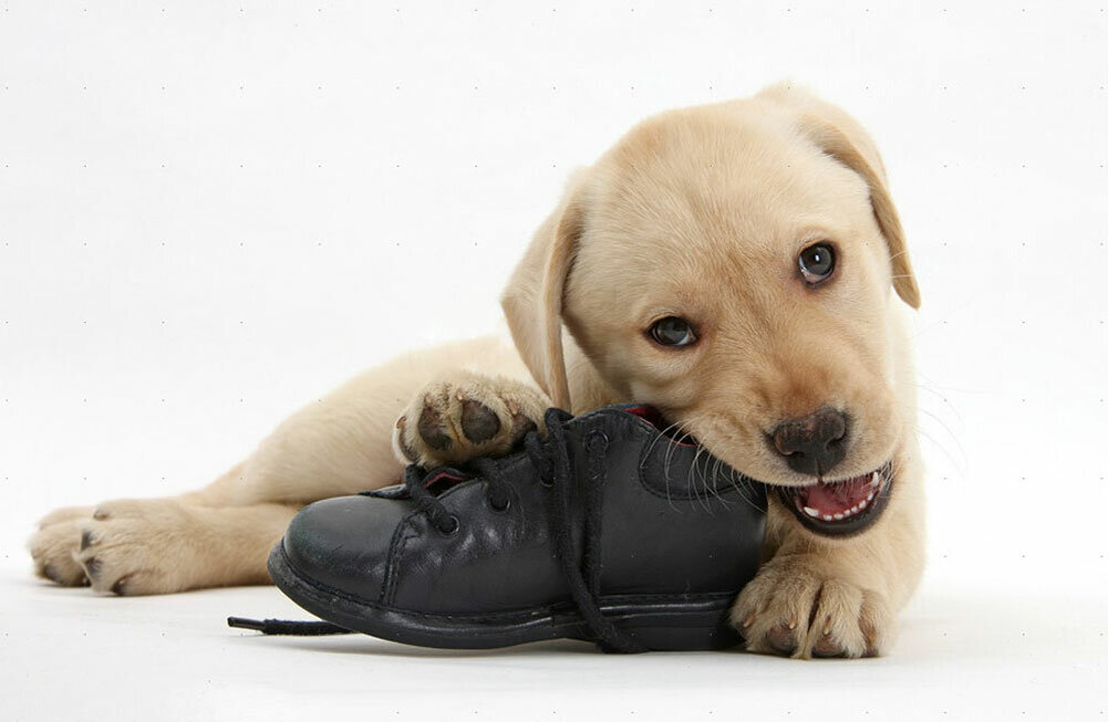 фото из открытого источника