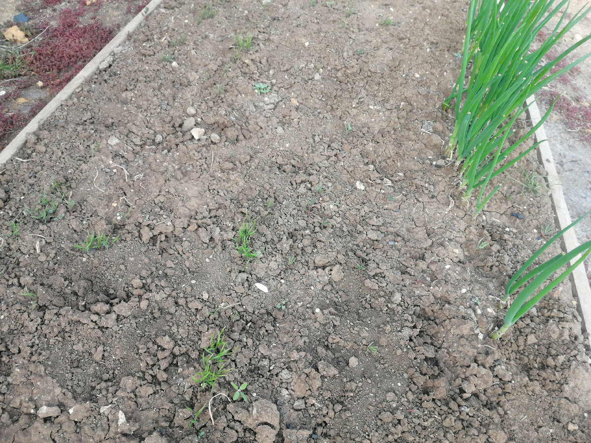 лук и укроп