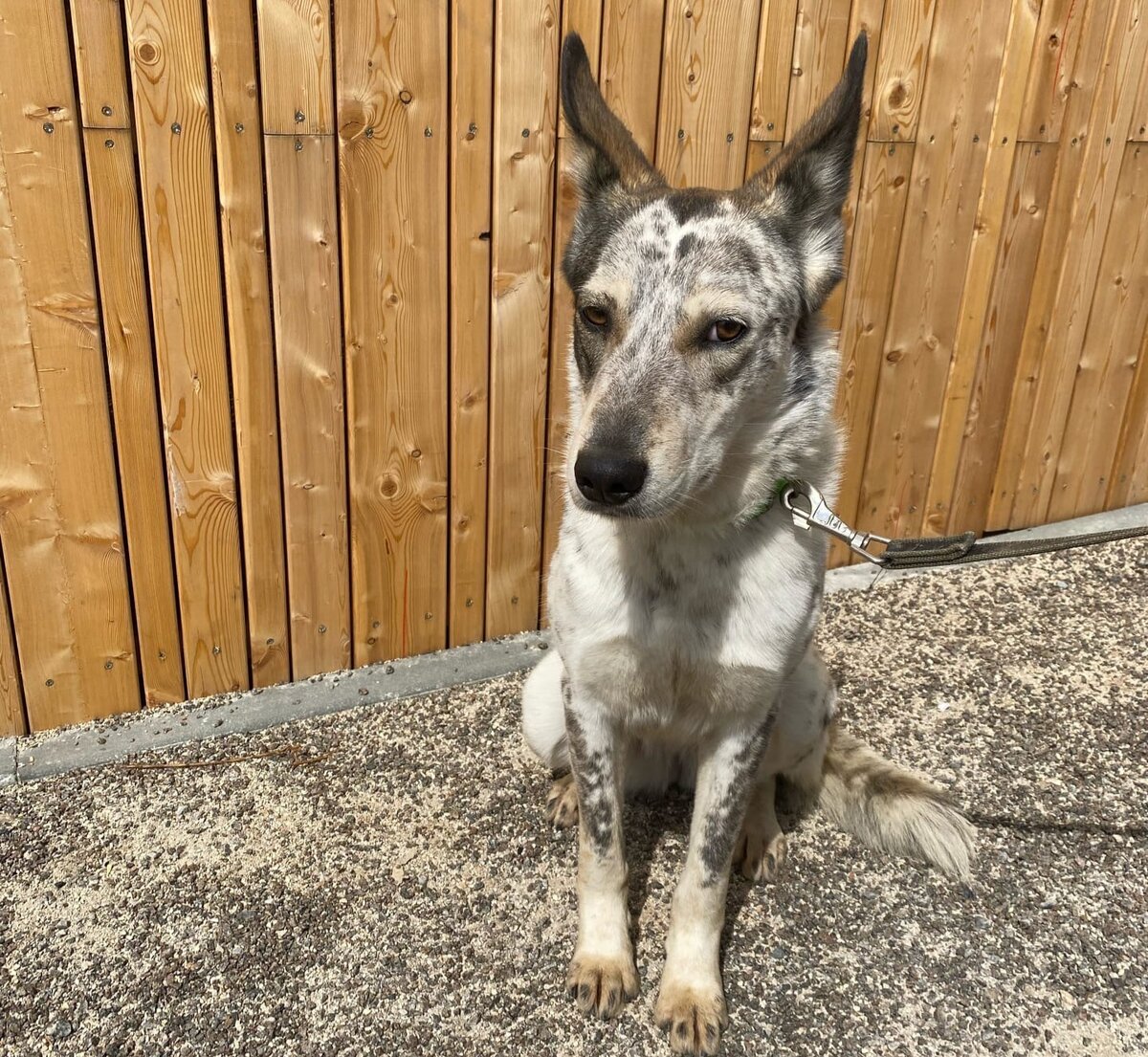 Кира. Хорошо настроена ко всем.