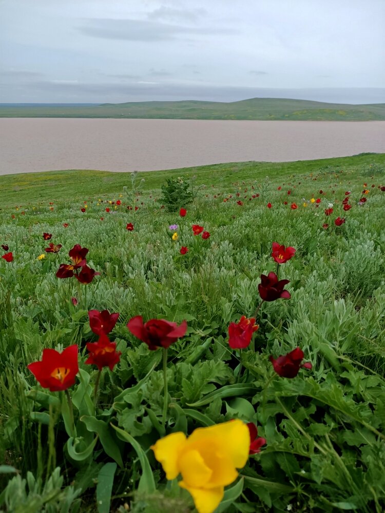 Холм, покрытый тюльпанами, в Опукском заповеднике