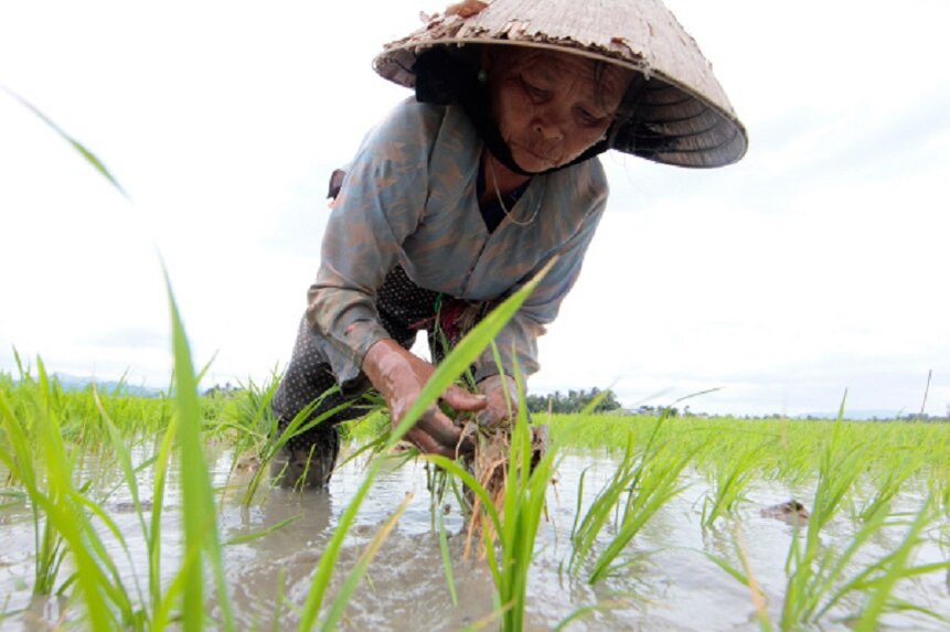 Сколько вьетнамцев. Вьетнамцы на рисовых полях. Китаец на рисовом поле. Вьетнамцы собирают рис. Крестьяне на рисовых полях.