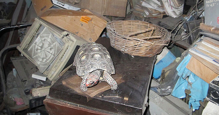 Террариум для сухопутной черепахи — какой должен быть