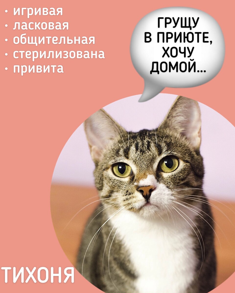 Тихоня не теряет надежды обзавестись домом💕 | Приют HelpCats  Санкт-Петербург | Дзен