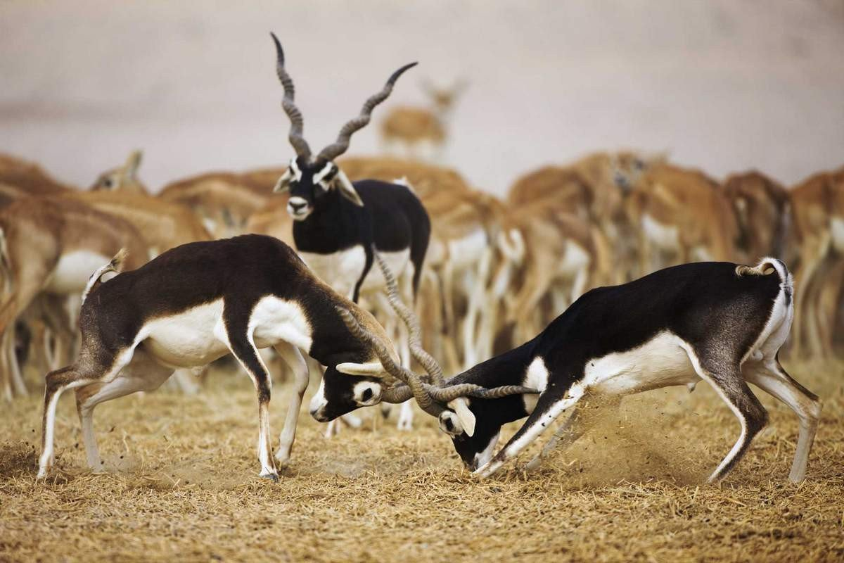 Стадо животных. Винторогая антилопа гарна. Парнокопытные антилопа. Антилопа Blackbuck. Антилопа гарна в Индии.