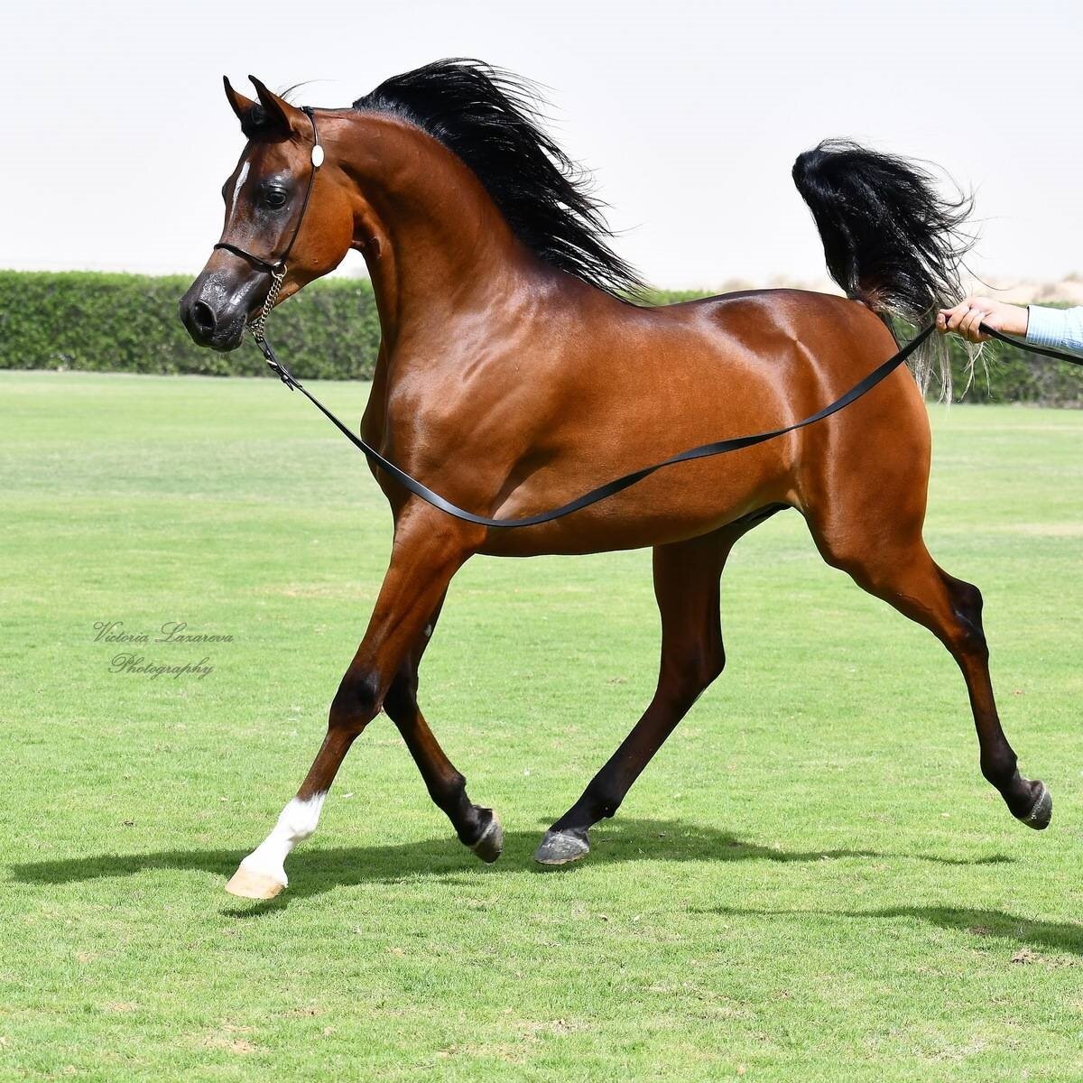 8 самых красивых пород лошадей