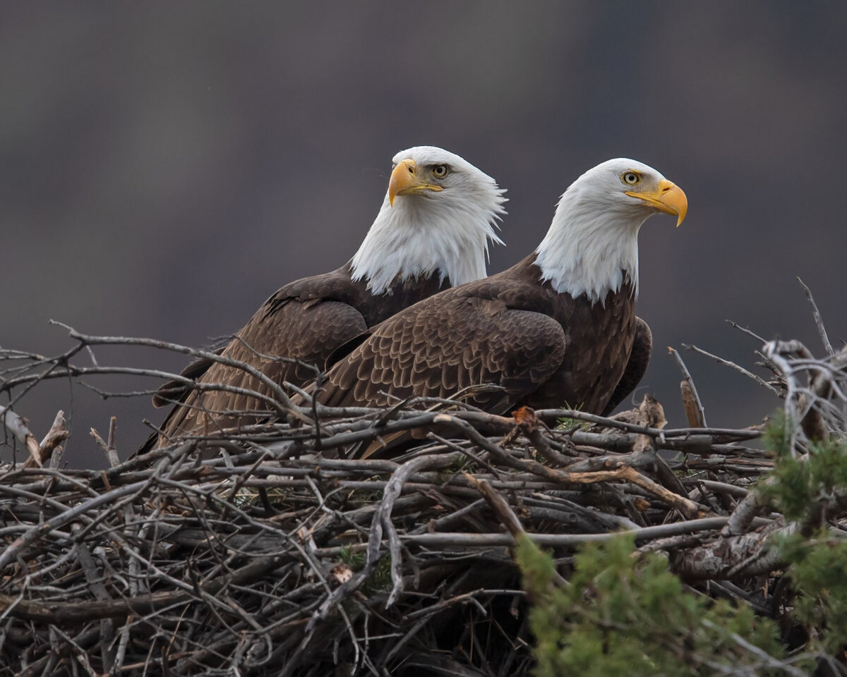 Яндекс картинки