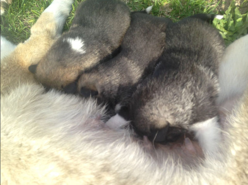 У щенков хороший аппетит