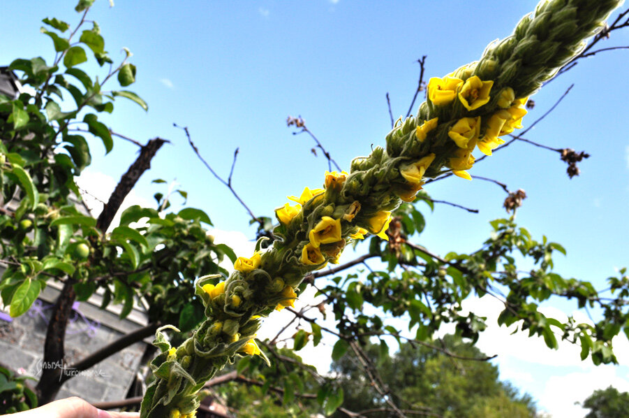 Вот такой коровяк вырос вместе с шалфеем мускатным)