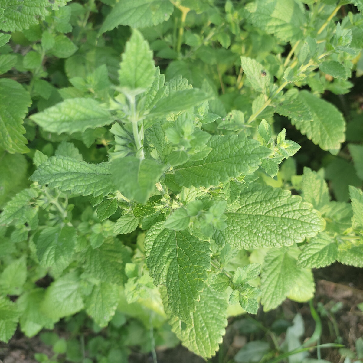 Меллиса лекарственная ( лимонная)