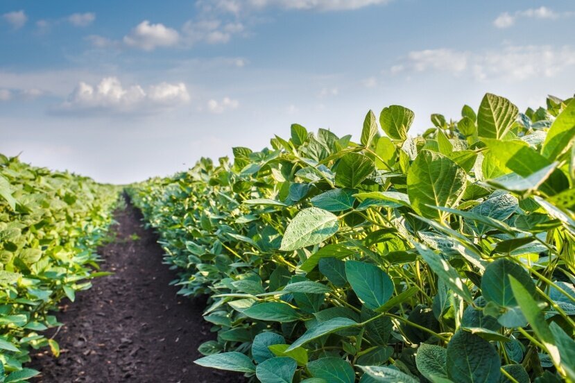 Добавьте описание