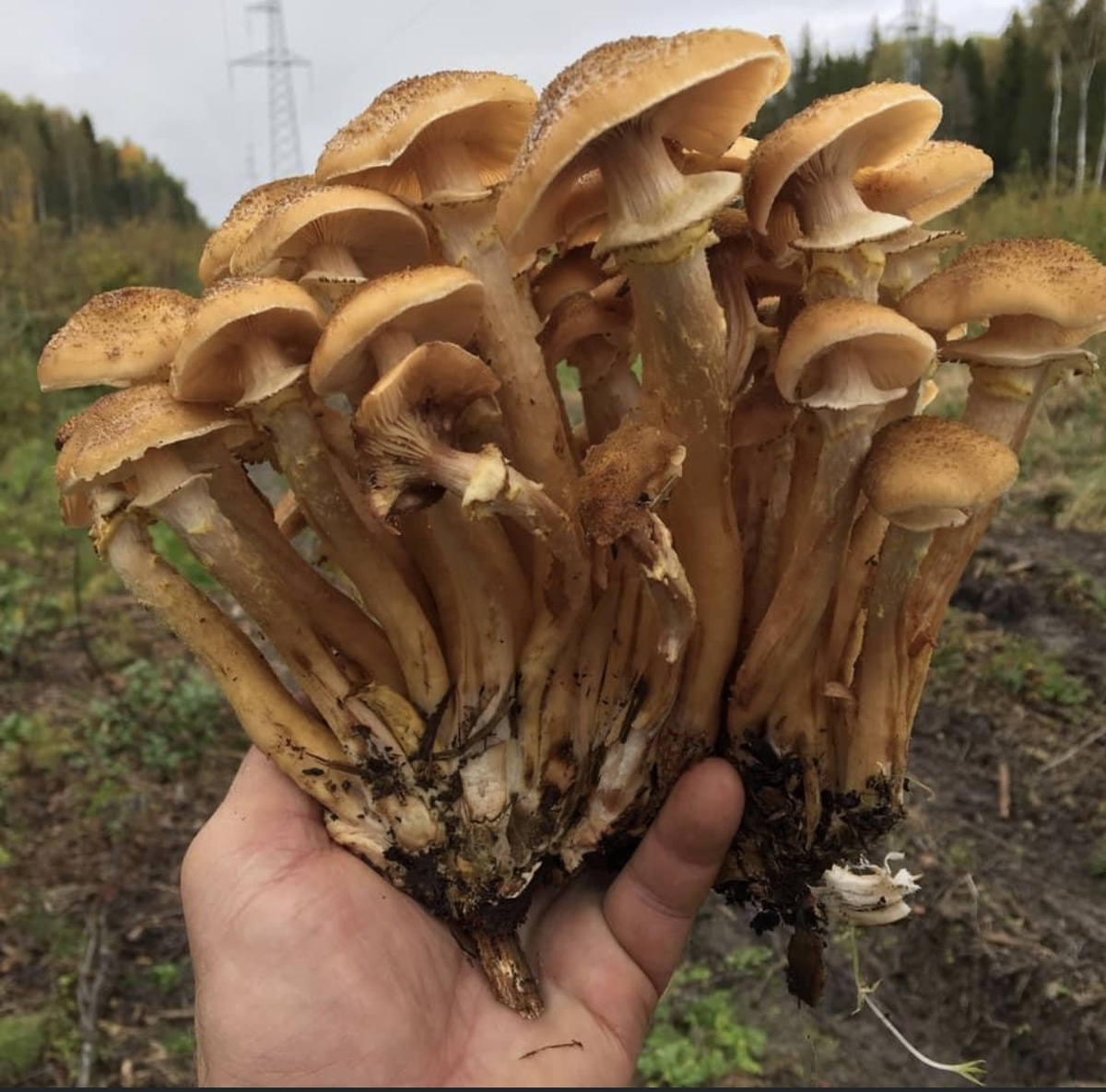 Осенние опята на вырубках