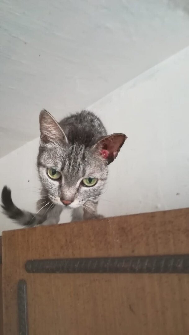 На фото Шура еще в квартире 92-летней хозяйки