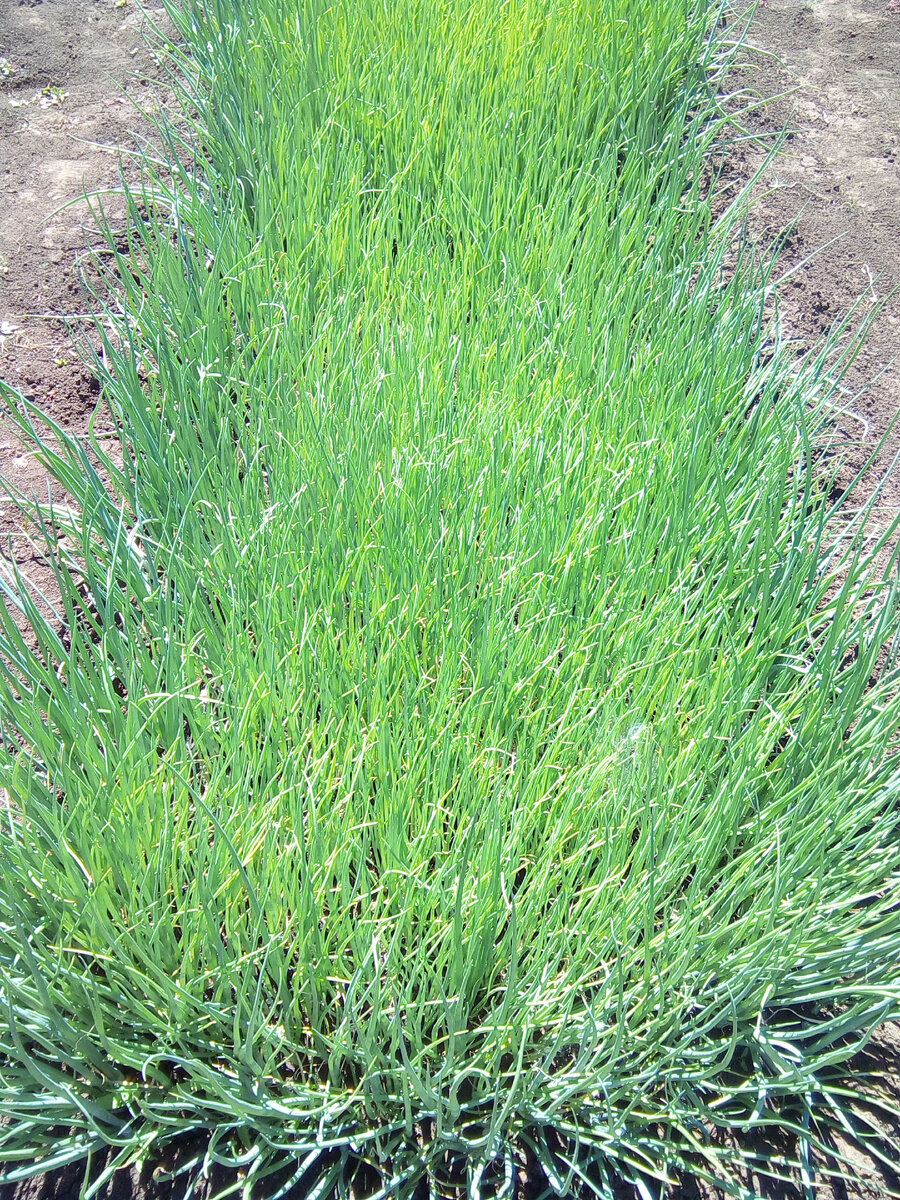 И выросли большие и густые