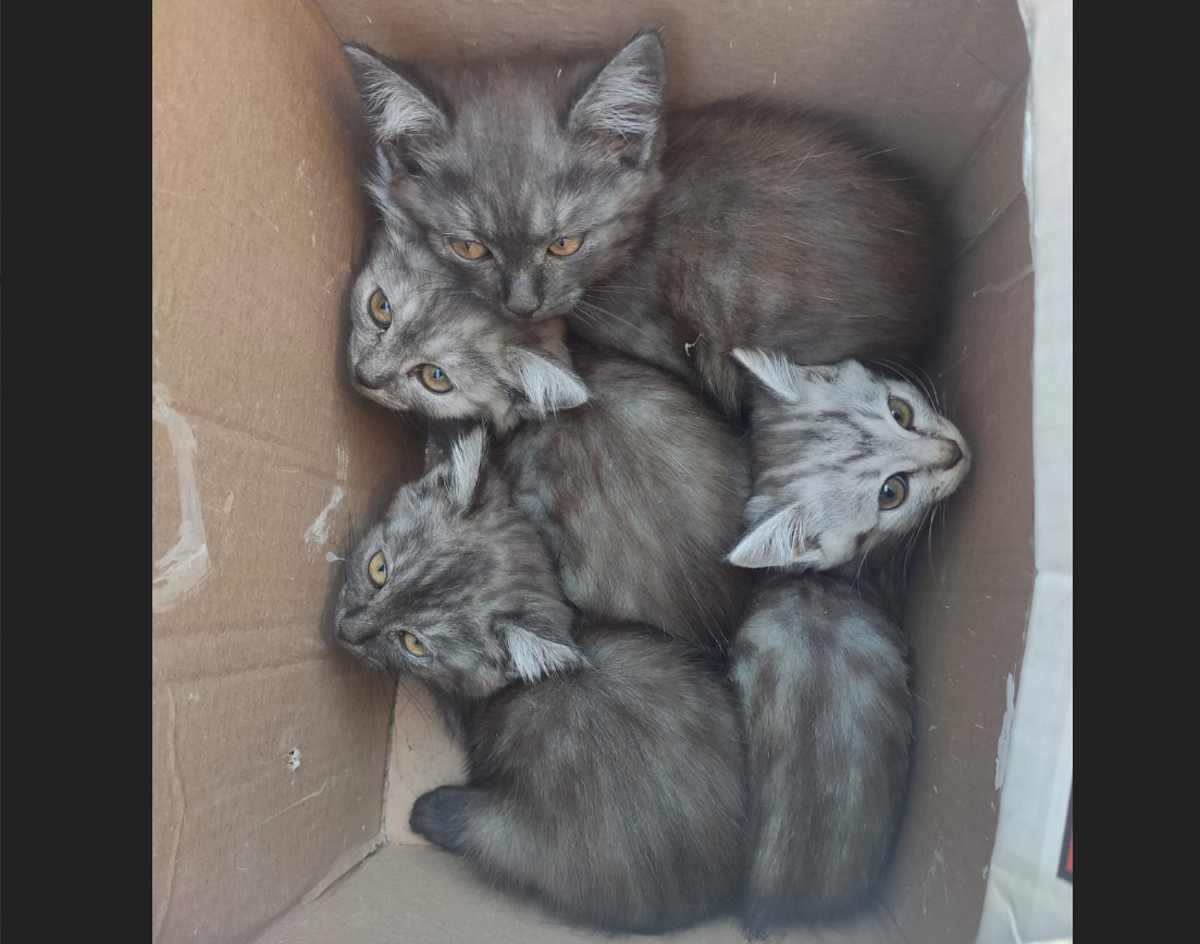 Приют добрые руки котельнич. Четыре котенка. Деревенский котенок. Котята из приюта в добрые руки. Компания котят