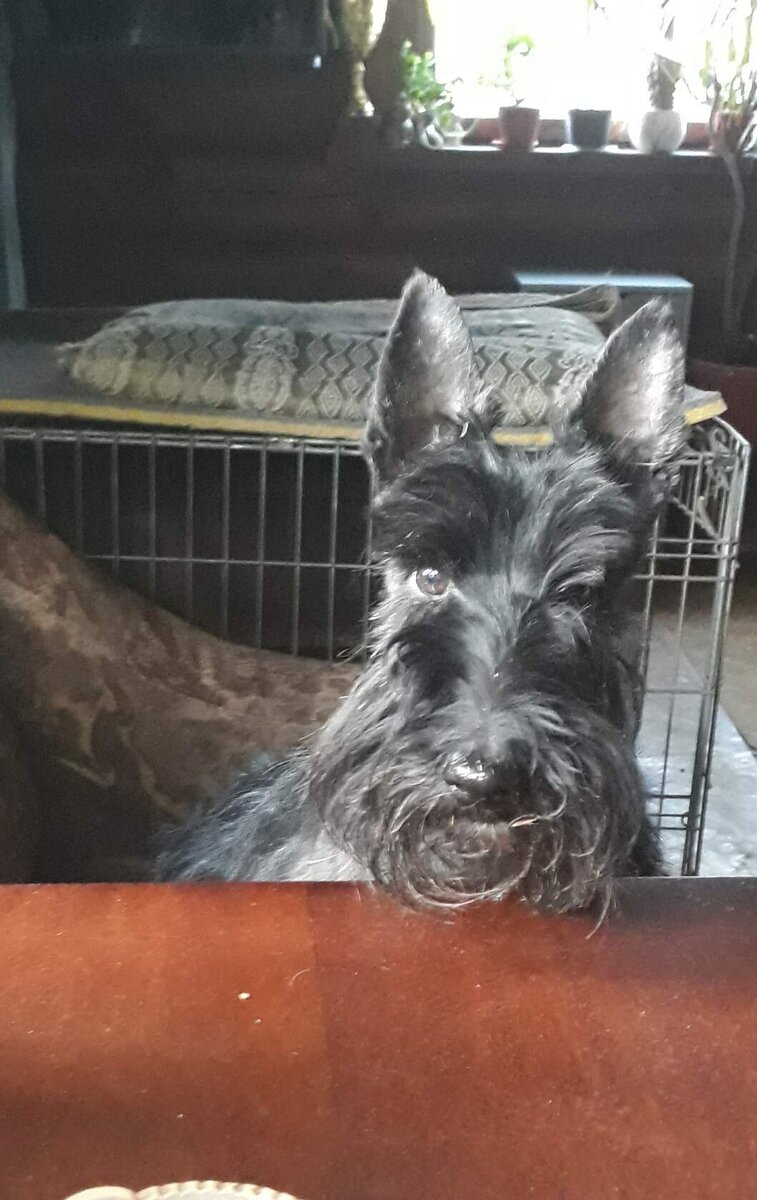 Звезда Млечный Стильная Штучка 