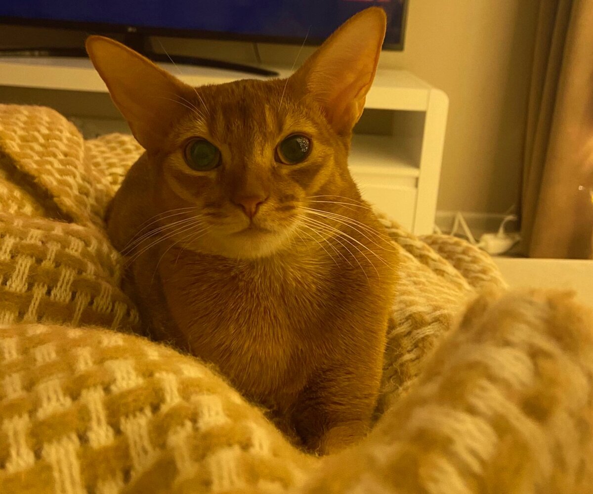 Тепло и уютно рядом с кошкой!