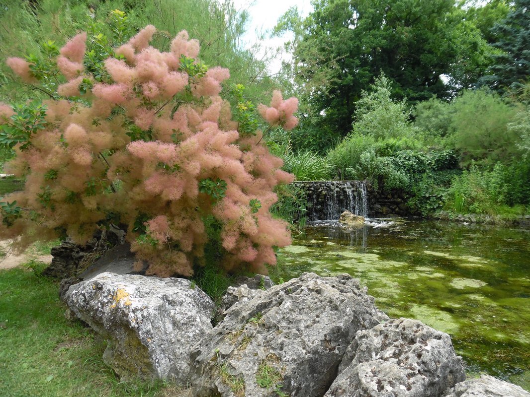 Скумпия Кожевенная Cotinus coggygria