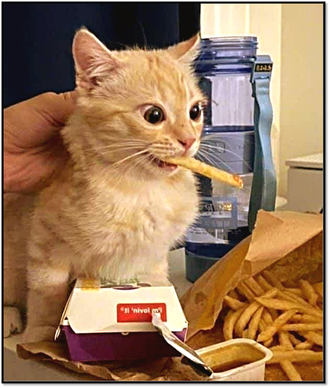 Источник: https://pikabu.ru 