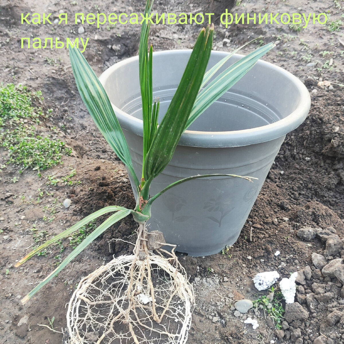 Когда я пересаживал финик
